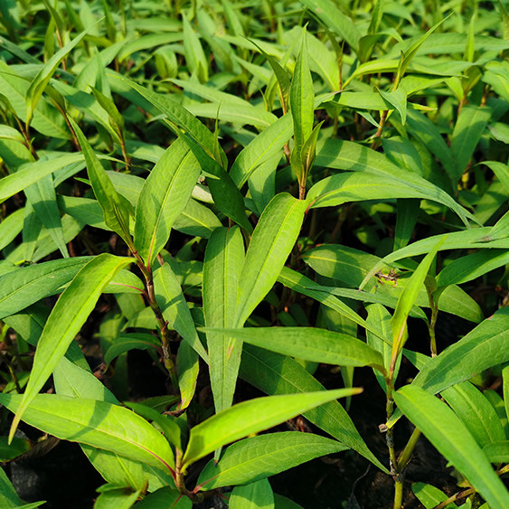 越南香菜芫荽叻沙叶食用香草盆栽阳台湿热料理绿植