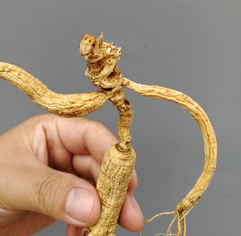 千年人参特大野山参长白山一等品林下山参滋补炖汤泡酒野生移山参