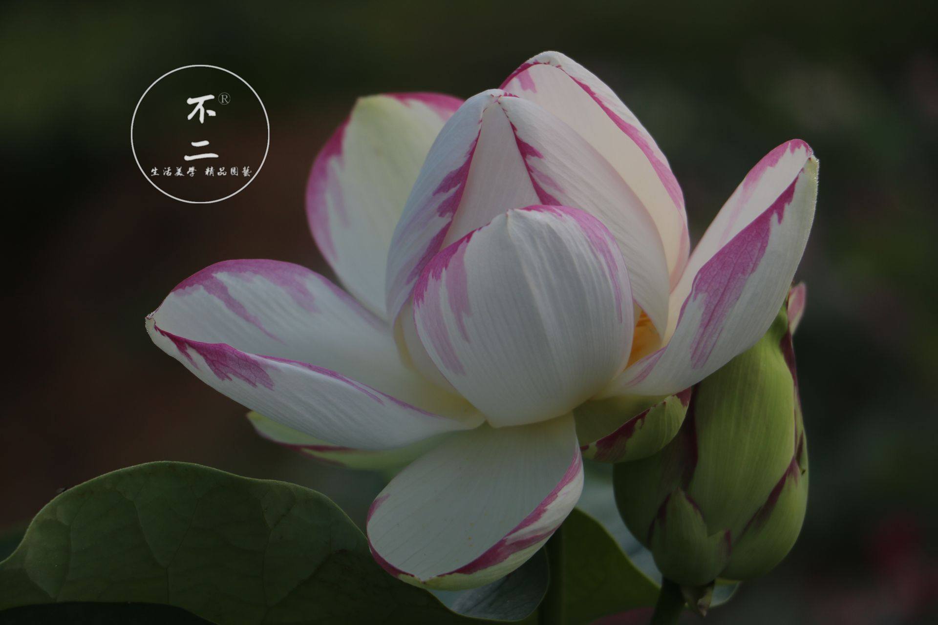 不二花园一天四海碗莲荷花水生包活开花时令草本花卉