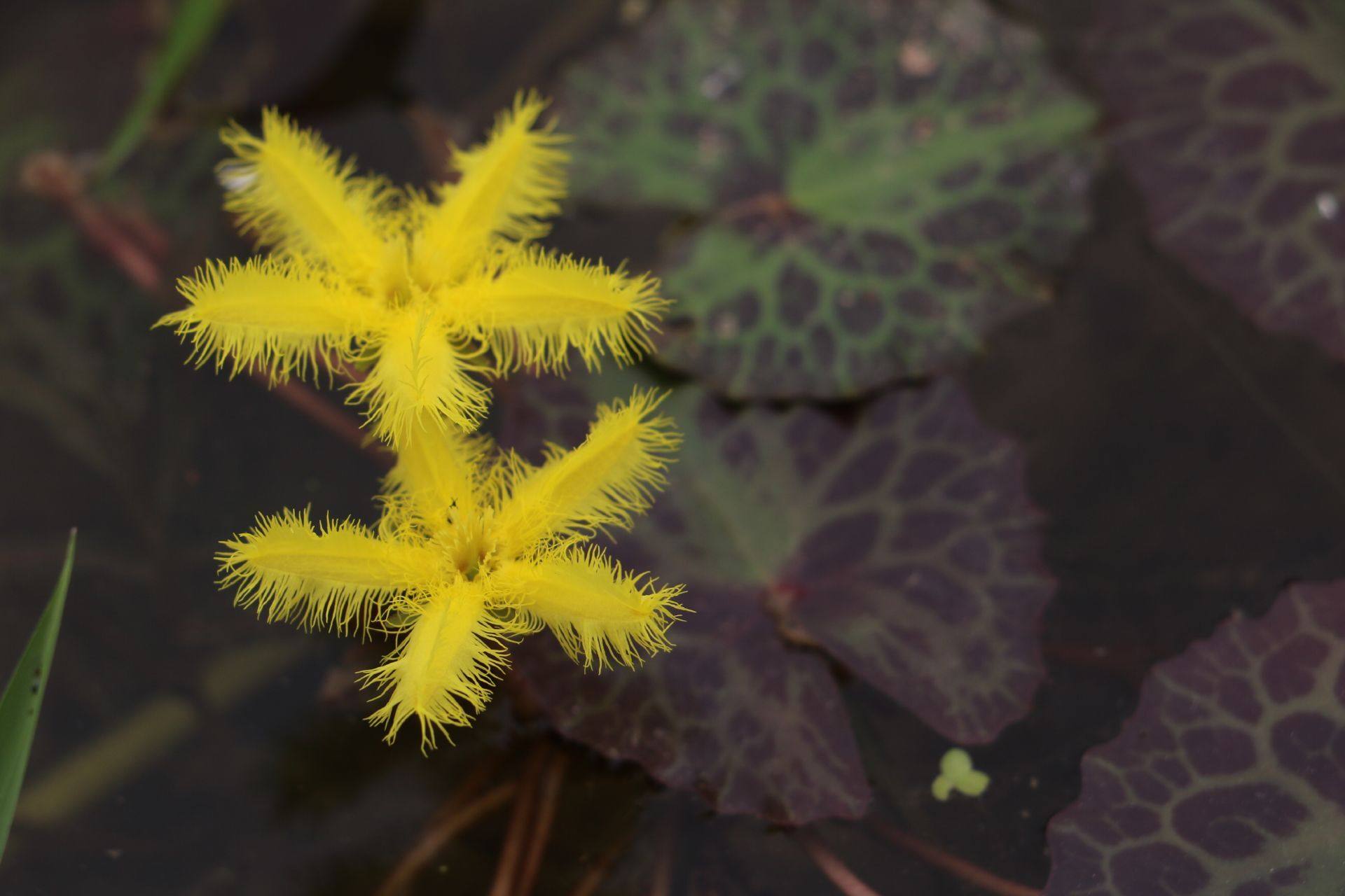 黄花可水开花四季花卉水生不二一叶荇菜龟背时令草本花卉