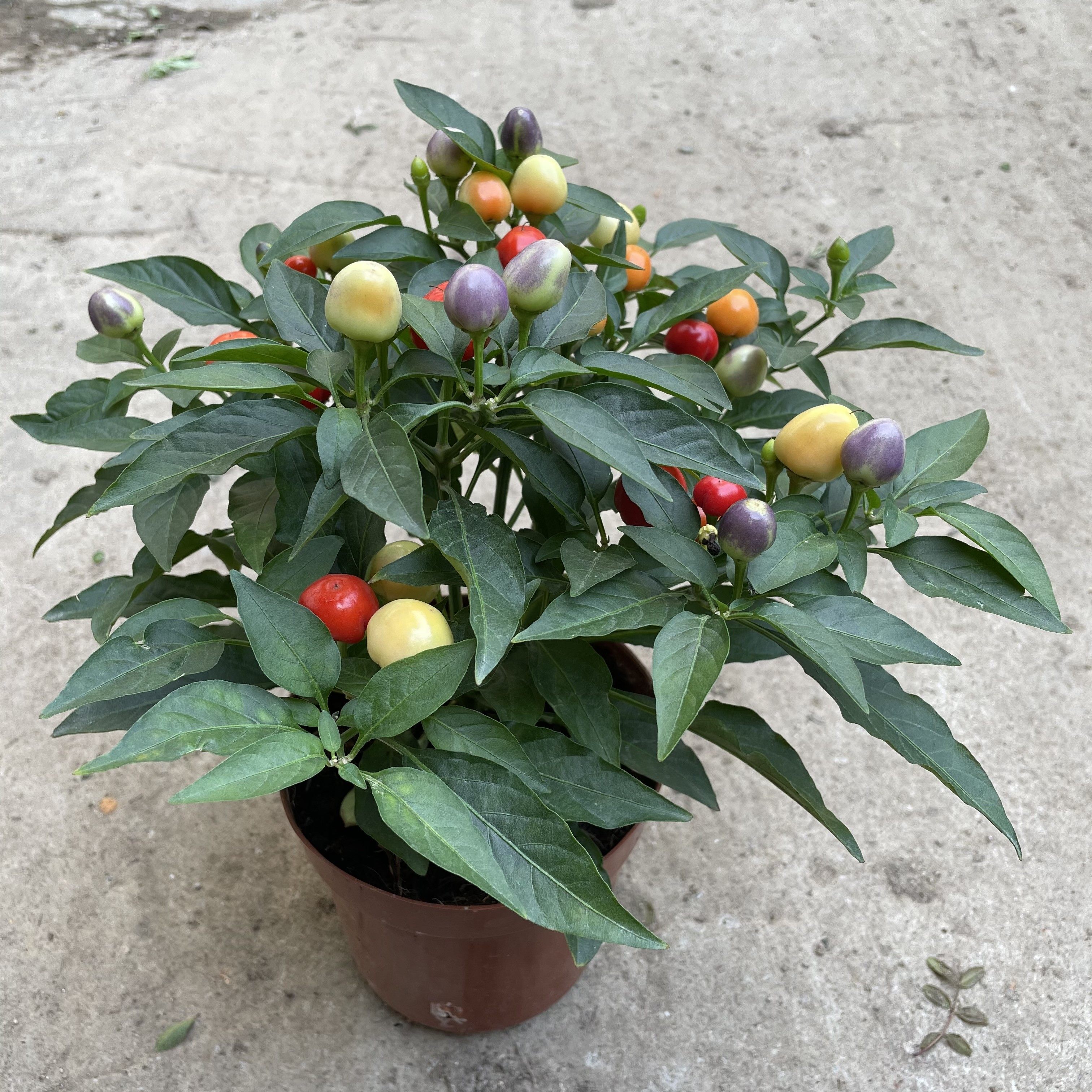 辣椒盆栽食用朝天椒带果指天小米椒彩椒植物阳台绿植