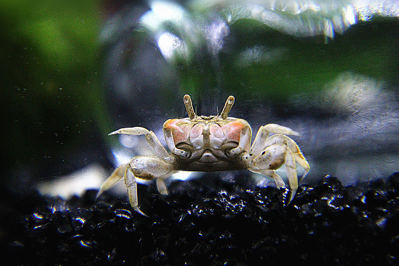 可爱迷你蟹辣椒蟹活体观赏迷你蟹宠物螃蟹观赏蟹活体宠物吃虫除藻