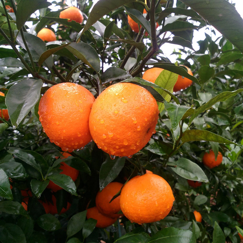 现摘新鲜一级广西沃柑大果贡褚柑橘芦椪耙耙丑粑粑巴西贵妃皇帝柑