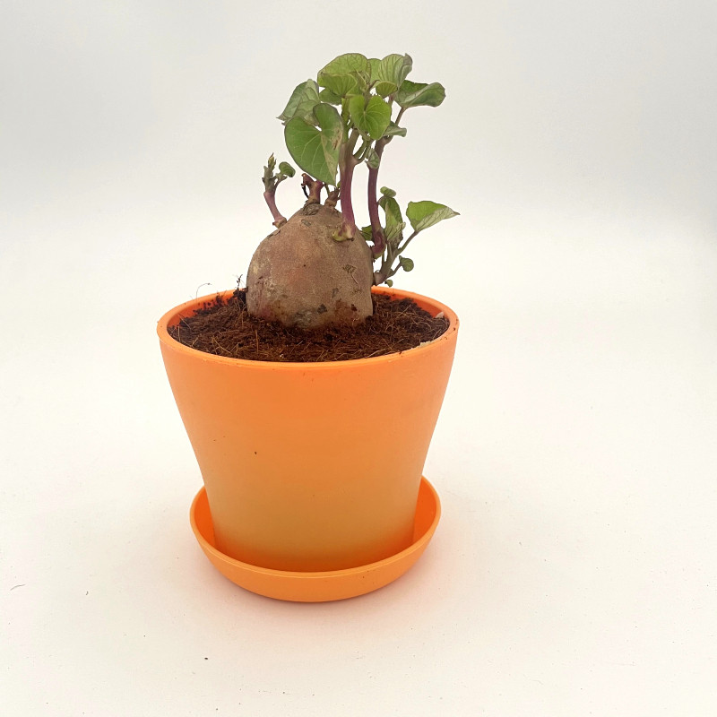 土培植物生长学生布置装饰布装饰文创红薯手工绿植