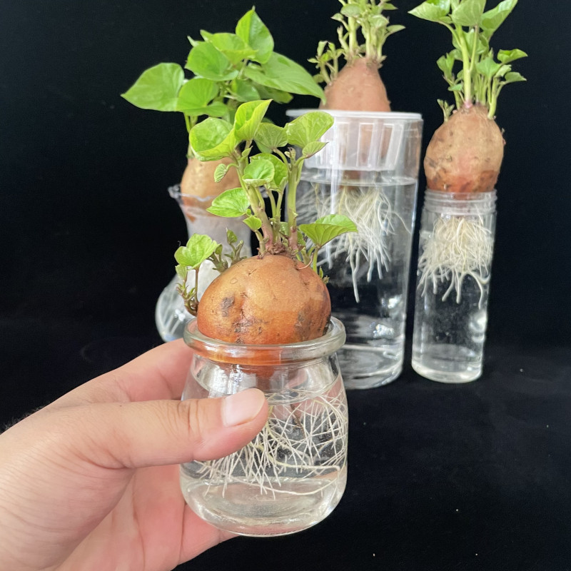 植物水培红薯发芽盆栽植物学学生幼儿园观察生长绿植