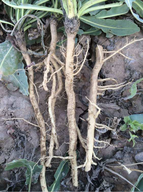 爬藤牵牛花种子盆栽包邮四季播种爬窗帘藤状植喇叭花带盆土爬墙花