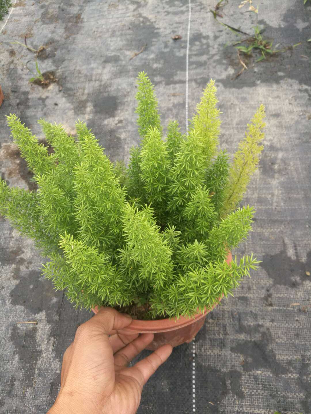 盆栽狐尾天庭院土包带盆时尚植物叶庭院武竹观狐尾绿植