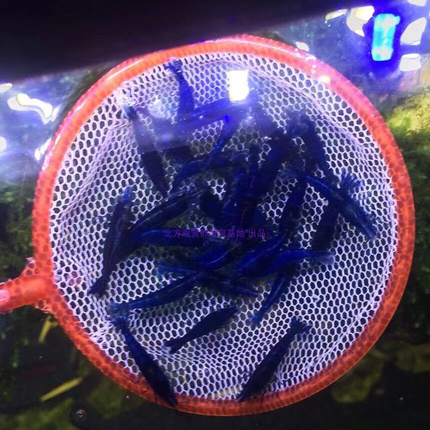 包活精品蓝宝石繁殖观赏蓝钻虾活淡水冷水鱼缸虾