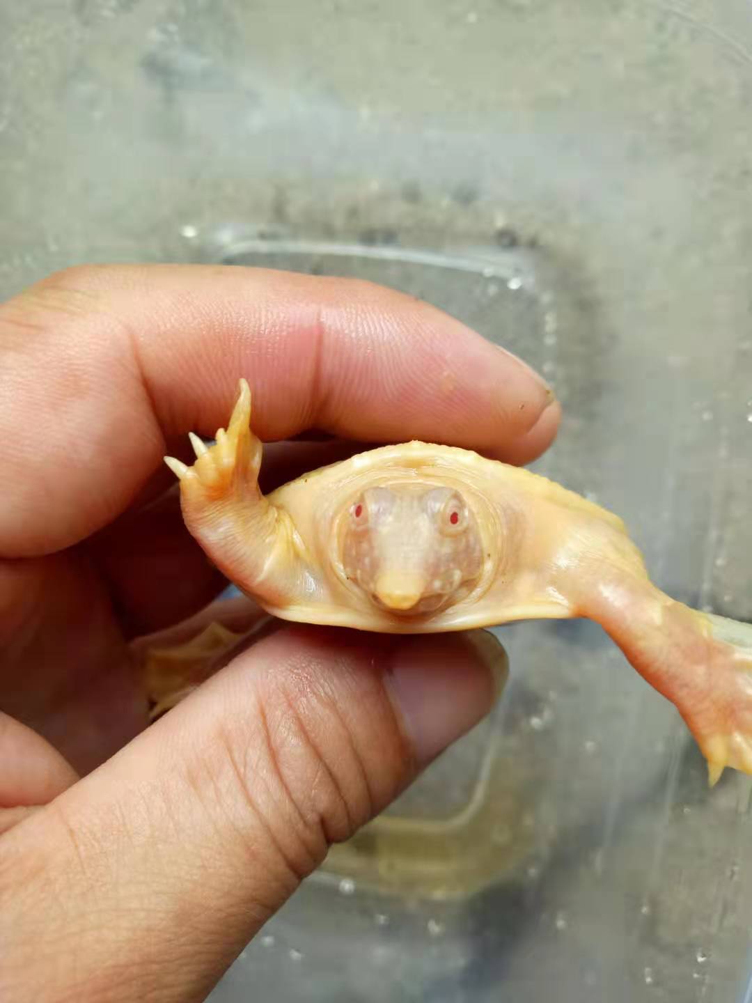 白化红眼甲鱼乌龟活体宠物龟鳖黄金招财龟黄化变异深水龟低价免邮