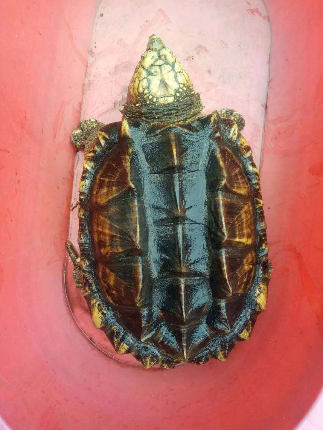 大鳄龟活体大乌龟活体宠物观赏钓鱼深水龟佛龟