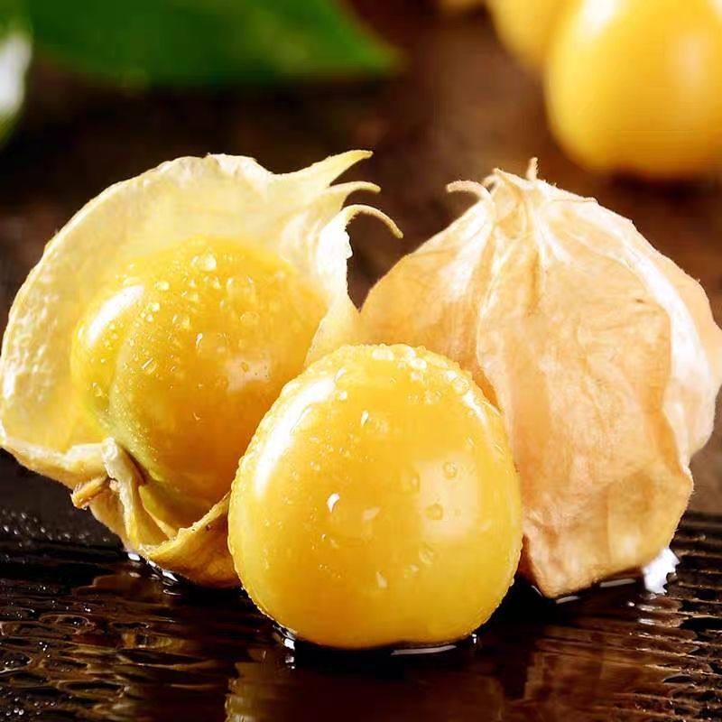 现摘现发东北姑娘果应季甜菇娘果洋菇新鲜灯笼果其它