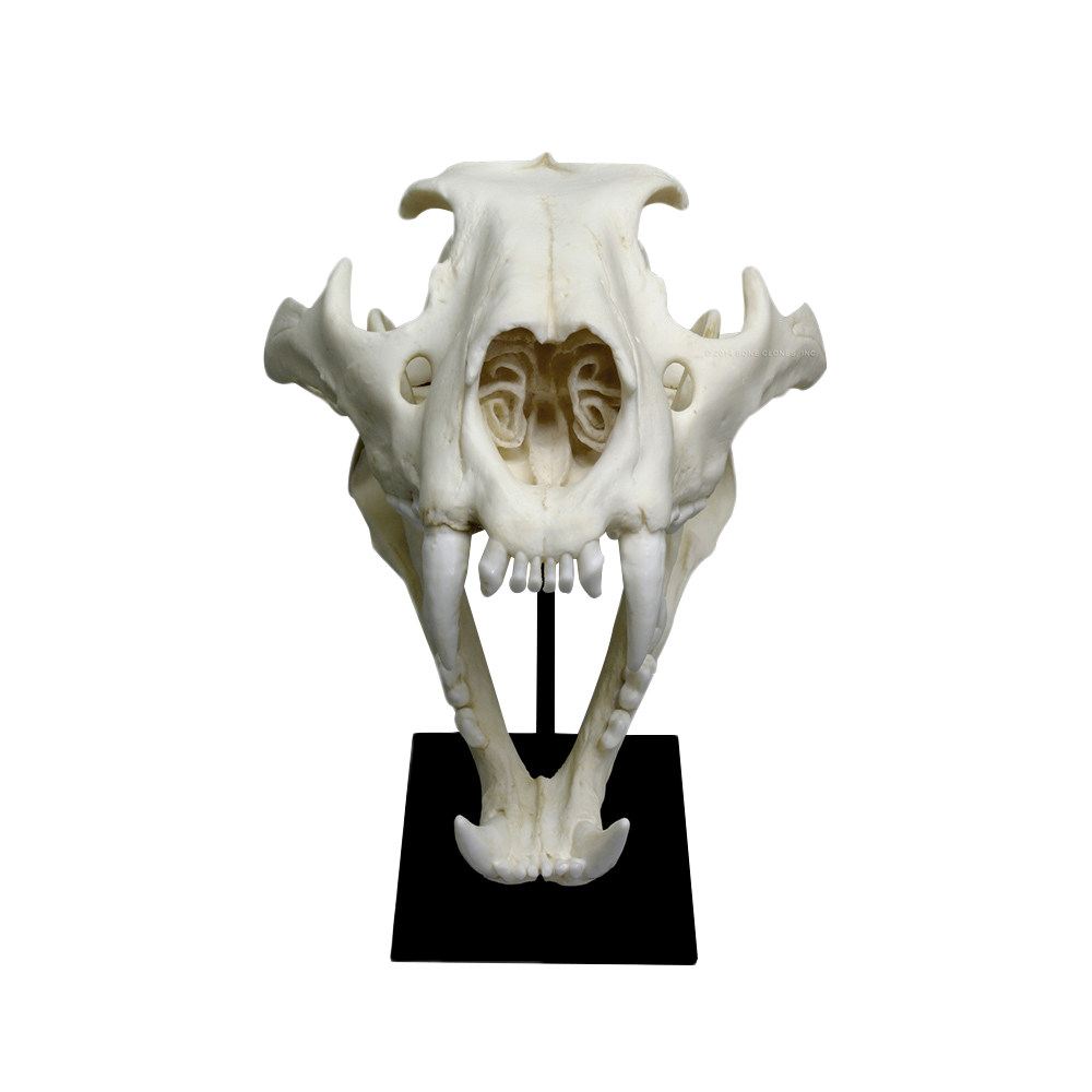 vm非常博物馆boneclones美国定制骨骼雄性非洲狮头骨其他模型玩具