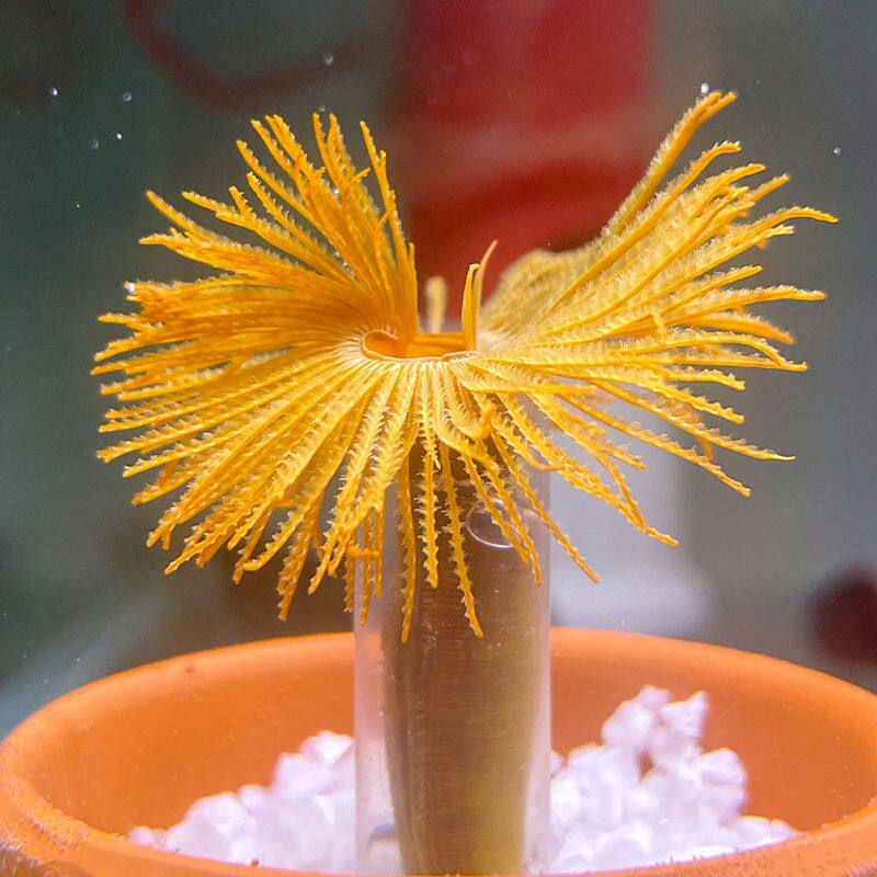 硬管珊瑚海水珊瑚海半红活体白管虫大红观赏鱼缸其它水族宠物