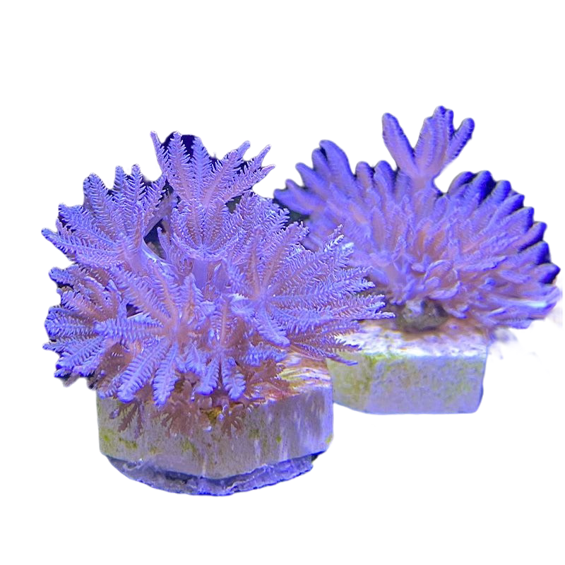 珊瑚千手白鬼爪鬼爪开合合花伞闪活体澳洲日本其它水族宠物