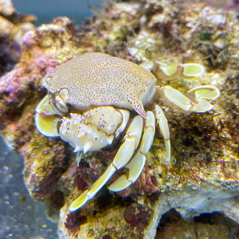 黎明翻砂玉蟹活体翻沙生物观赏寄居宠物海水蟹