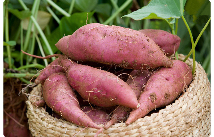 农家手工自制红薯淀粉纯正正宗地瓜粉红红苕其他食品