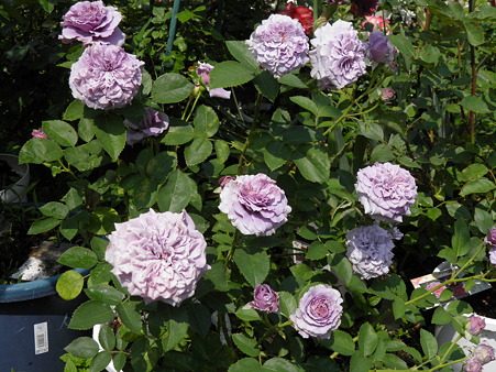 豁新新品灌木月季玉藻欧月花苗时令草本花卉