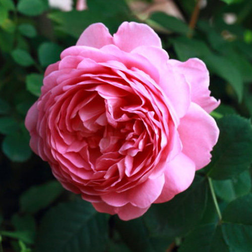 豁新现货经典月季肯特公主新品花卉