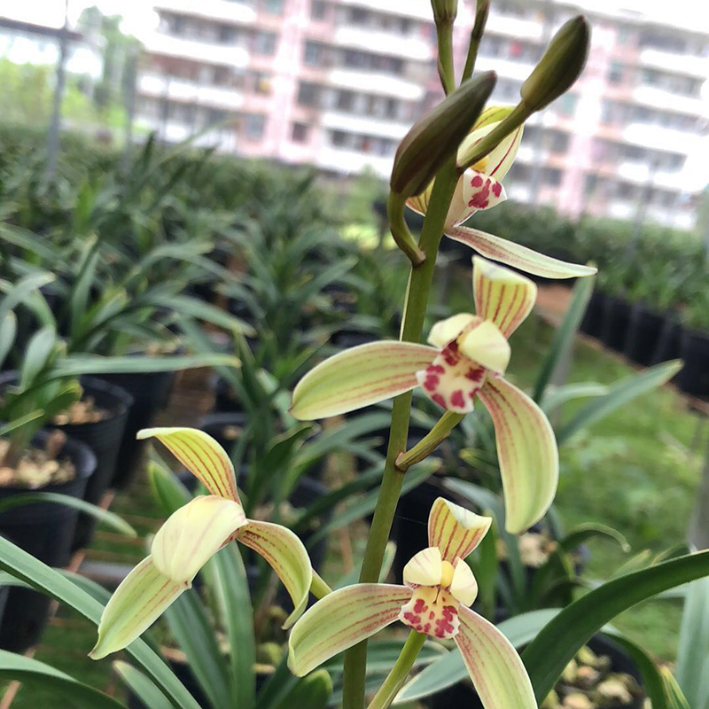 禅月达摩 金边矮种建兰铭品夏带花苞 浓香兰花苗室内绿植花卉盆栽