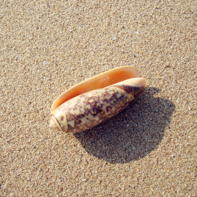 红口榧螺珍稀海螺标本海洋主题餐厅布置创意海螺