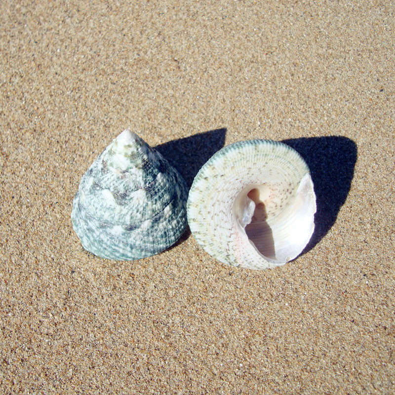 斑马马蹄海螺贝壳收藏鱼缸水族装饰淘宝拍摄海螺