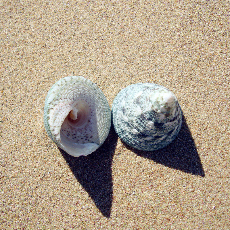斑马马蹄海螺贝壳收藏鱼缸水族装饰淘宝拍摄海螺