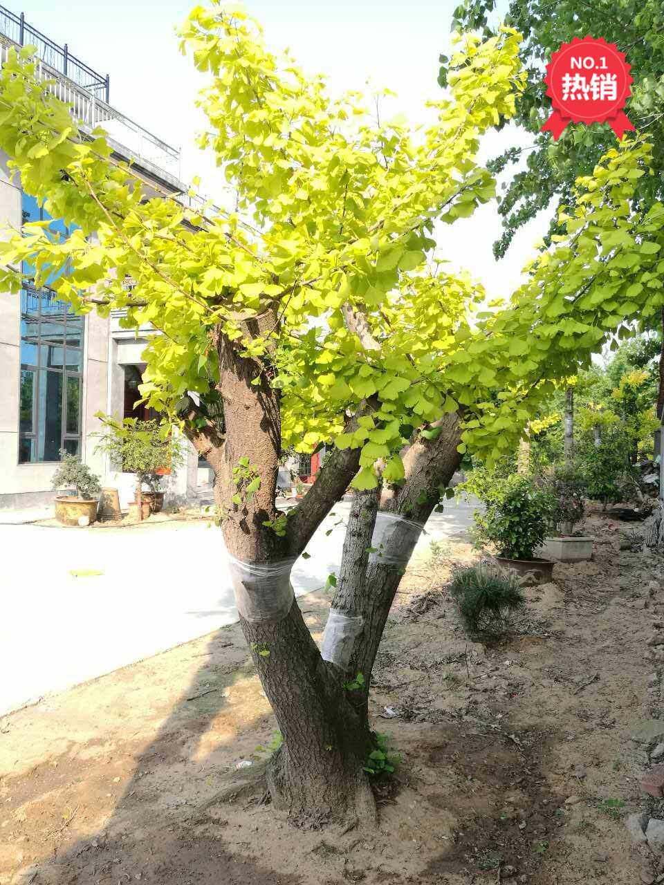 赌场风云百度影音