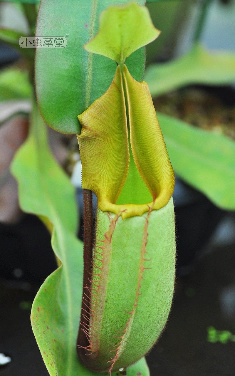 维奇猪笼草小虫草堂食虫植物实生苗盆栽高地低地食虫草稀有奇趣