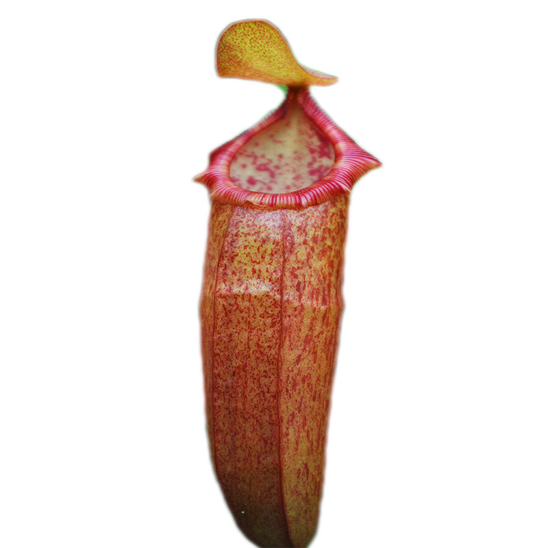 植物密花葫芦猪笼草小虫草堂食虫盆栽食人花捕绿植