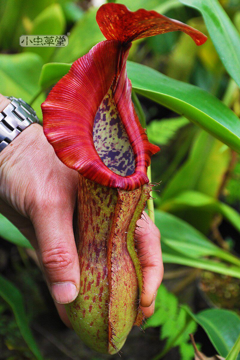小虫草堂直播20匙叶博世猪笼草食虫植物盆栽食人绿植