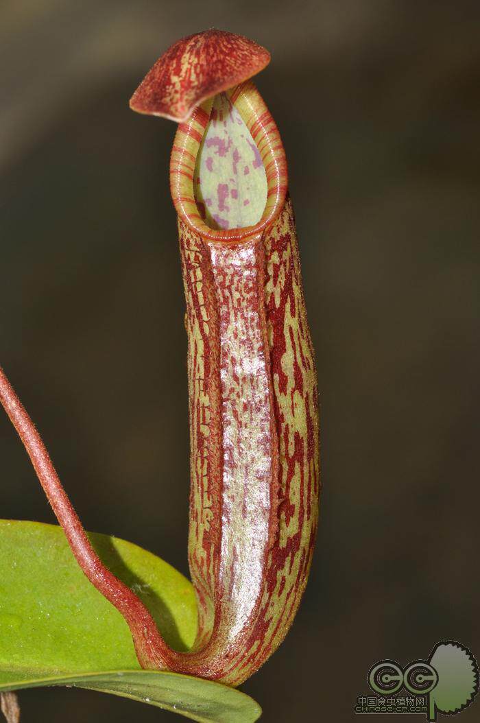 土瓶草【食虫植物食虫草可爱小瓶子高端特别品种稀有造景雨林缸】