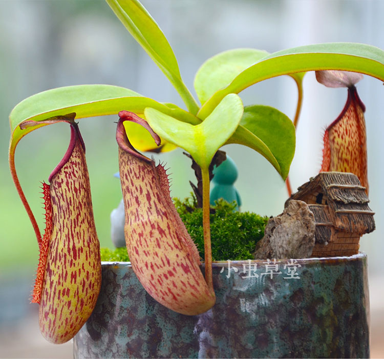 食虫植物-红斑猪笼草(苗盆栽盆景花卉食虫草驱蚊草)