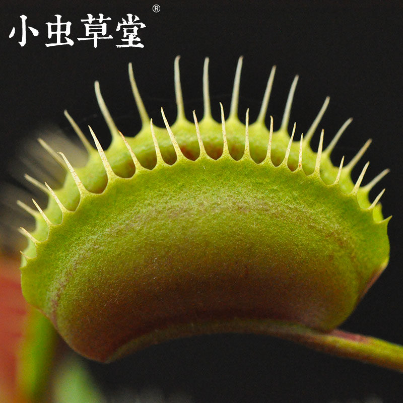 皇家红捕蝇草食虫植物小虫草堂节日礼物礼品吃虫植物吃蚊子苍蝇