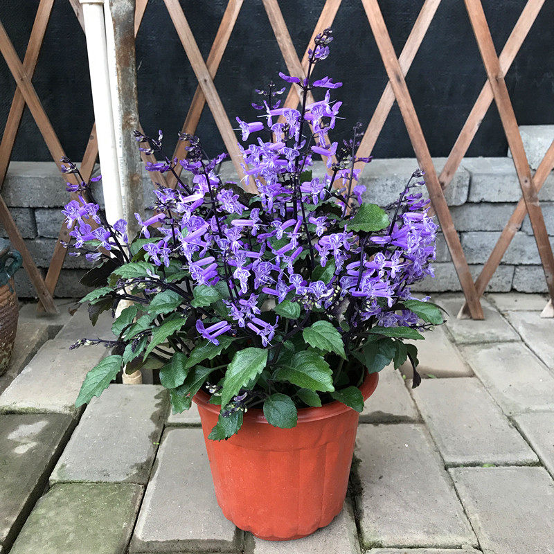 特丽莎室内半阴花卉莫纳熏衣草吸毒毒草新房甲醛绿植