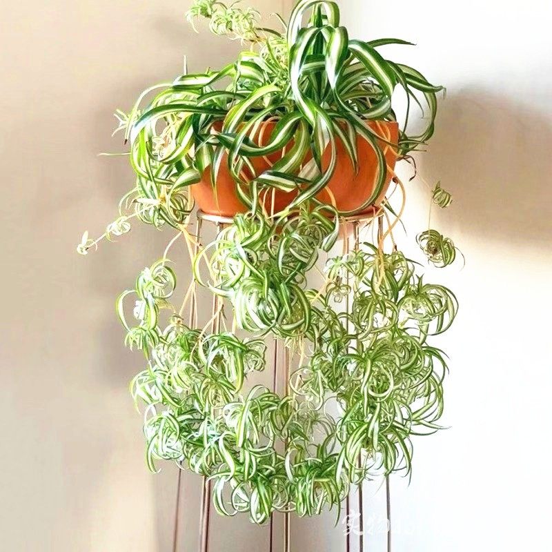 吊兰卷发法国女郎金心卷叶室内耐阴易养绿植绿植