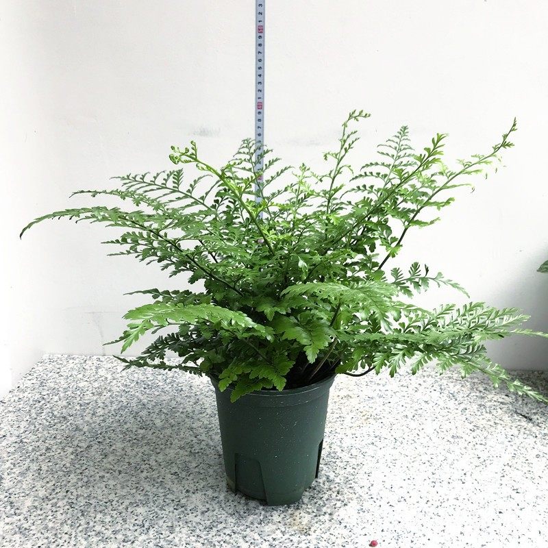 盆栽平安吉姆蕨小室内半阴绿植可水培蕨类植物绿植
