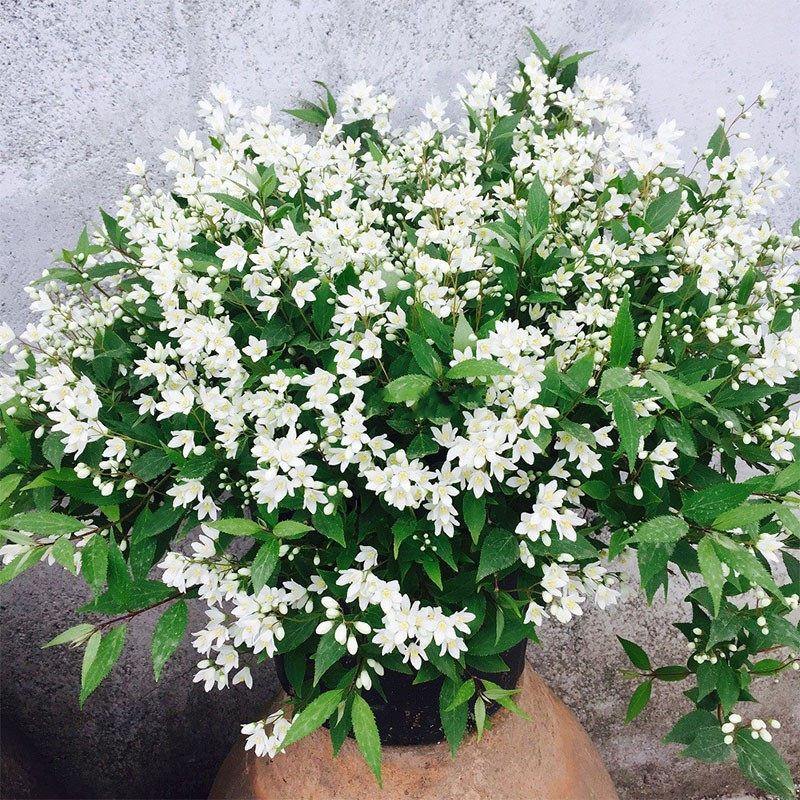 冰生溲疏雪球樱花庭院阳台盆栽花卉多年生常绿时令草本花卉