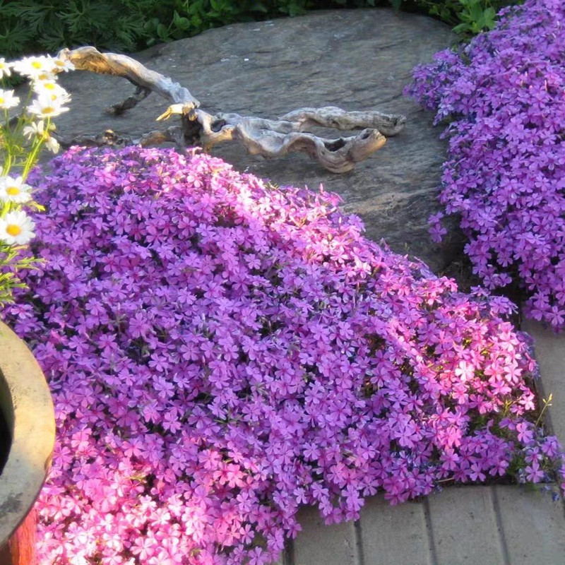 芝樱盆栽针叶天蓝绣球多年生矮生匍匐花卉丛生花卉
