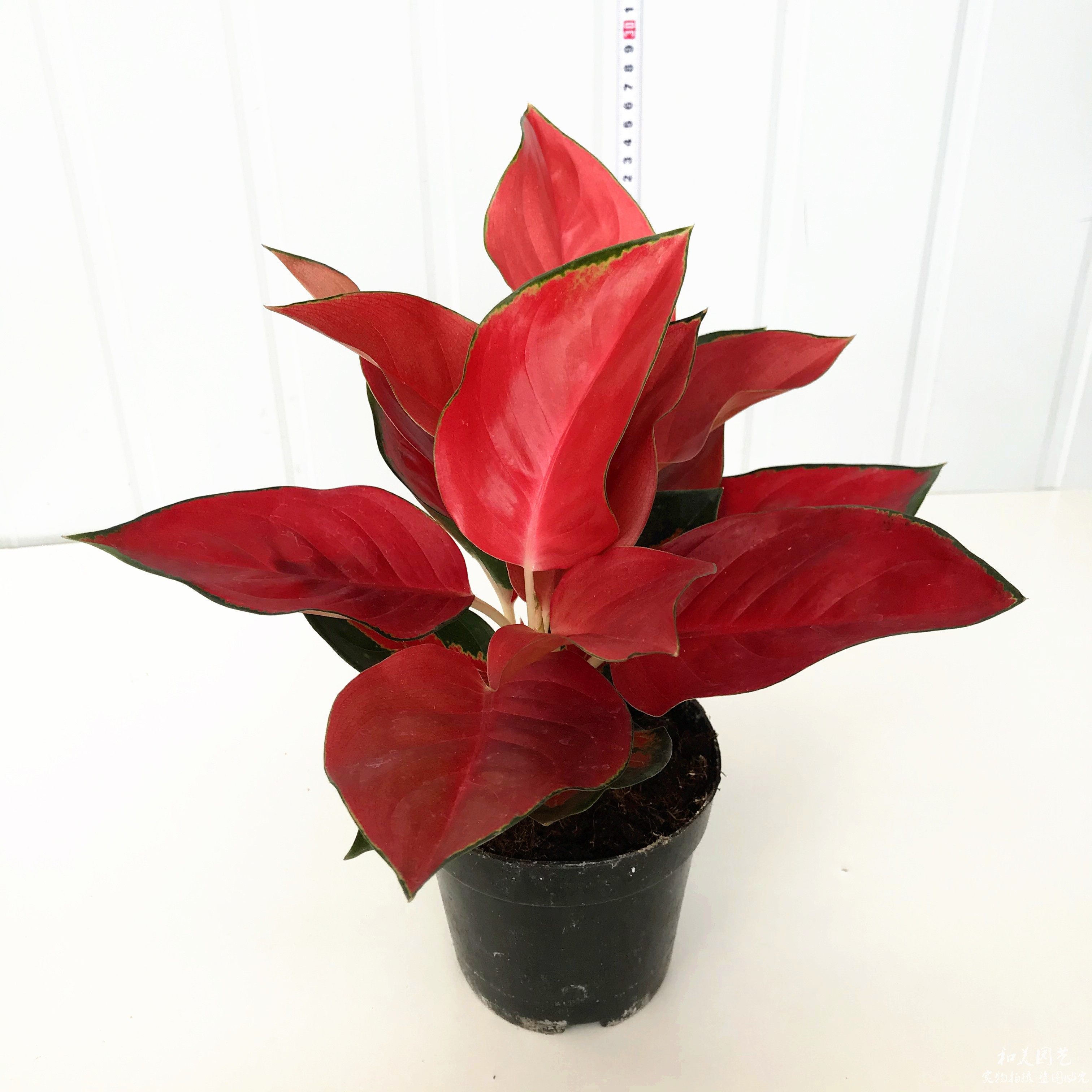 客厅铁皮石斛苗盆栽可食用兰花卉室内绿植植物吊兰盆栽盆景种植苗