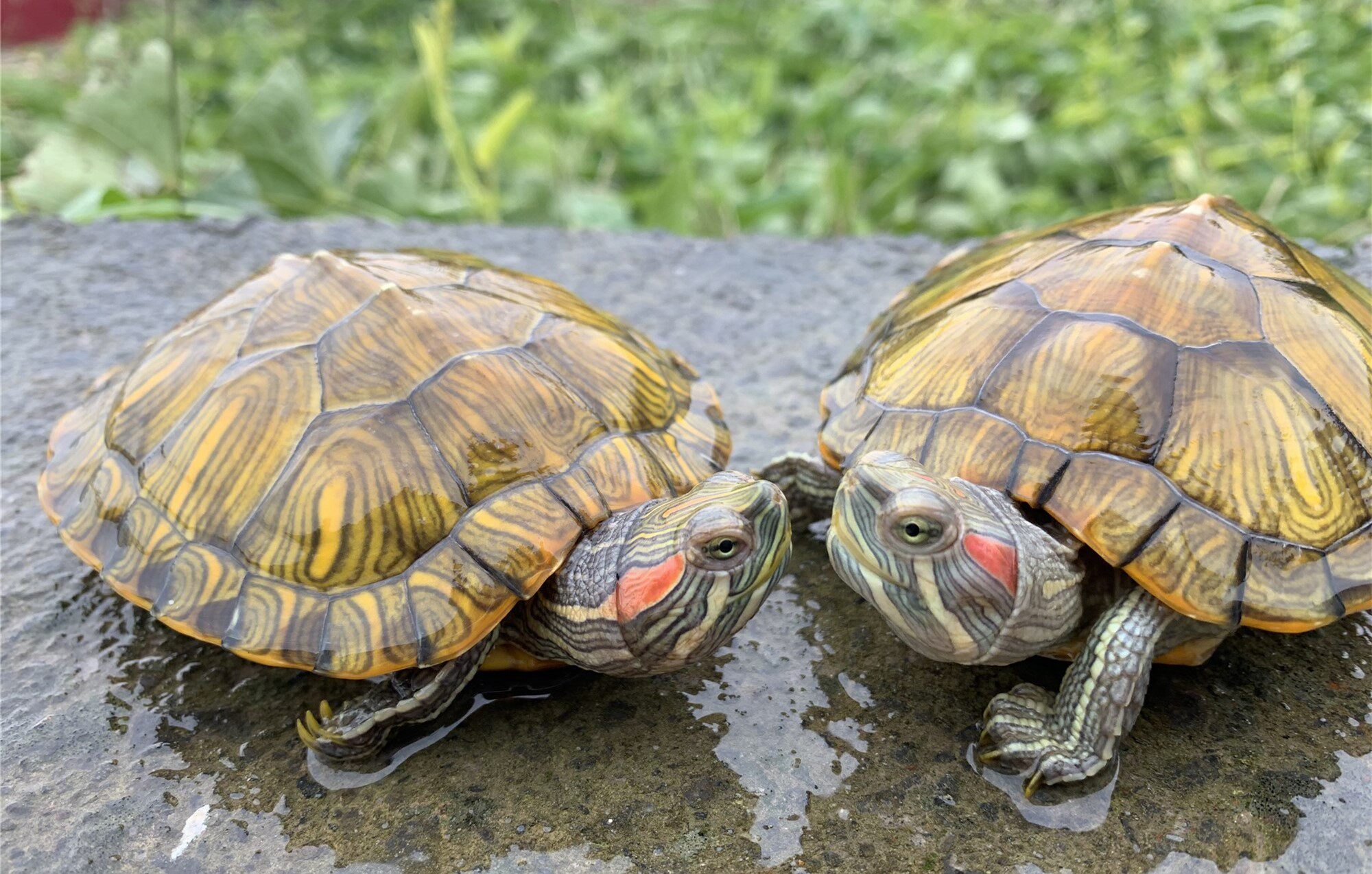 大小巴西龟苗活物乌龟活体宠物招财情侣长寿龟