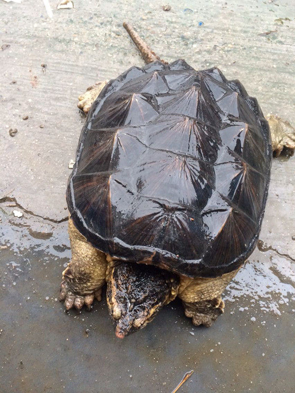 鳄龟乌龟活体北美小鳄龟苗宠物龟大鳄龟苗水龟观赏鳄龟低价包邮
