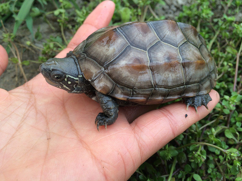 宠物活体中华草龟本地土龟风水长寿龟镇宅龟金线龟