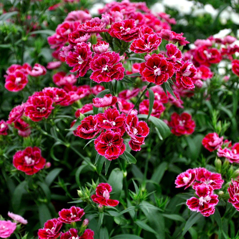 泛美重瓣石竹王朝耐寒盆栽庭院花境切花自由时令草本花卉
