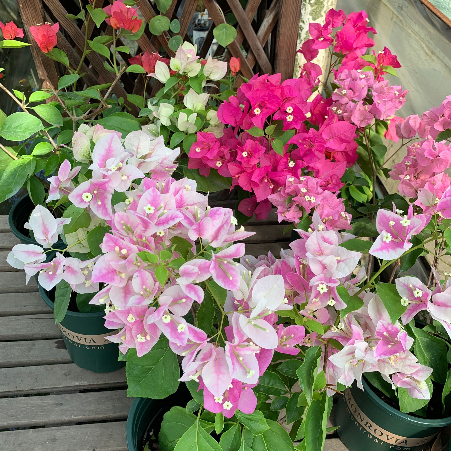 三角开花盆栽室外攀岩植物四季阳台花卉