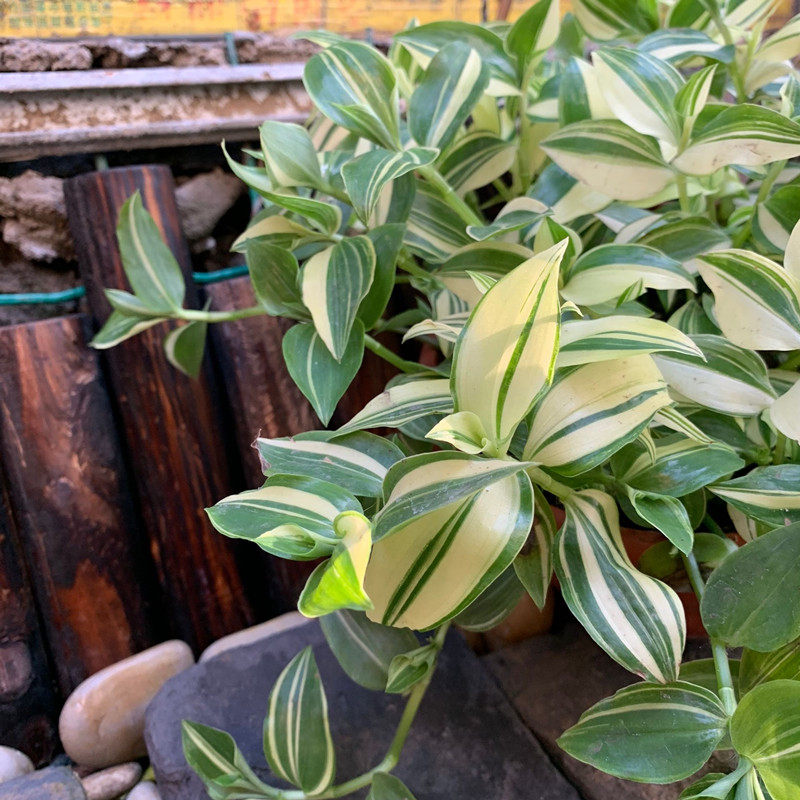 吊兰鸭舌盆栽室内窗台垂吊植物甲醛绿植