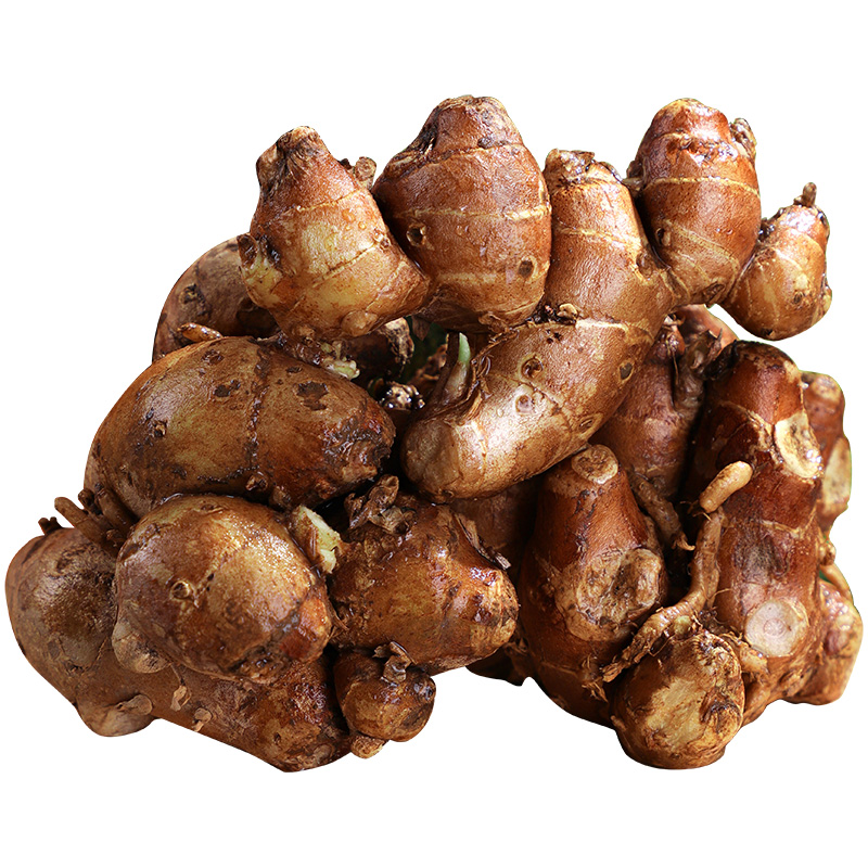 新鲜海南沙姜山姜生姜广东山奈种子白切鸡猪脚卤肉特香浓配味蘸料