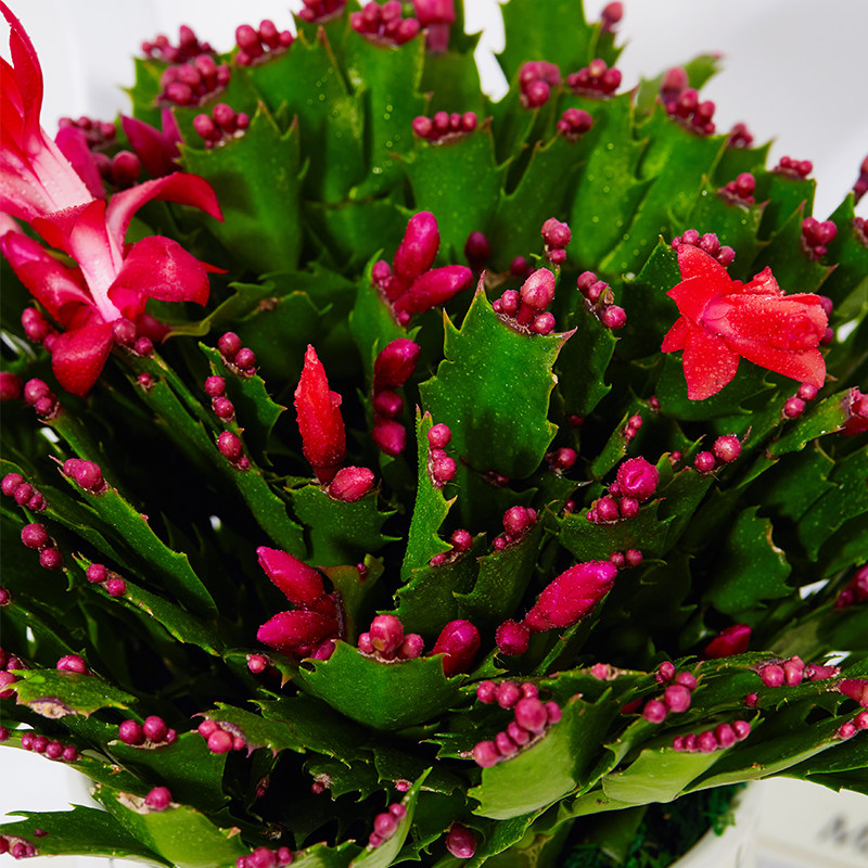 蟹爪花卉耐寒植物螃蟹肉色重瓣开花四季室内花卉