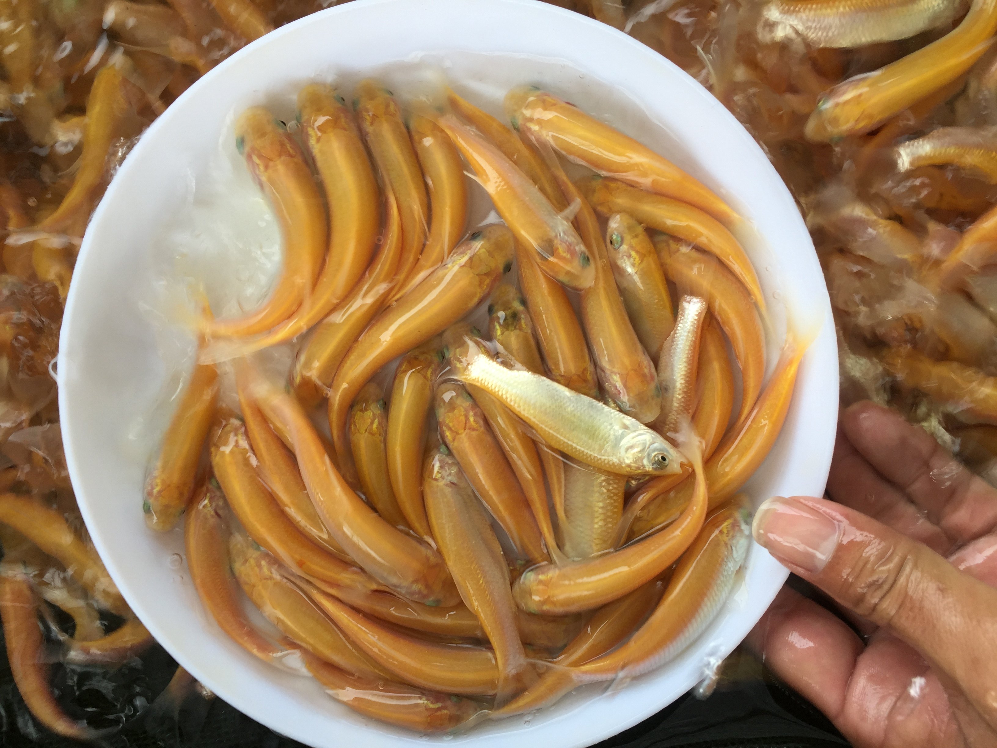 金草鱼苗金丝鲩鱼鱼