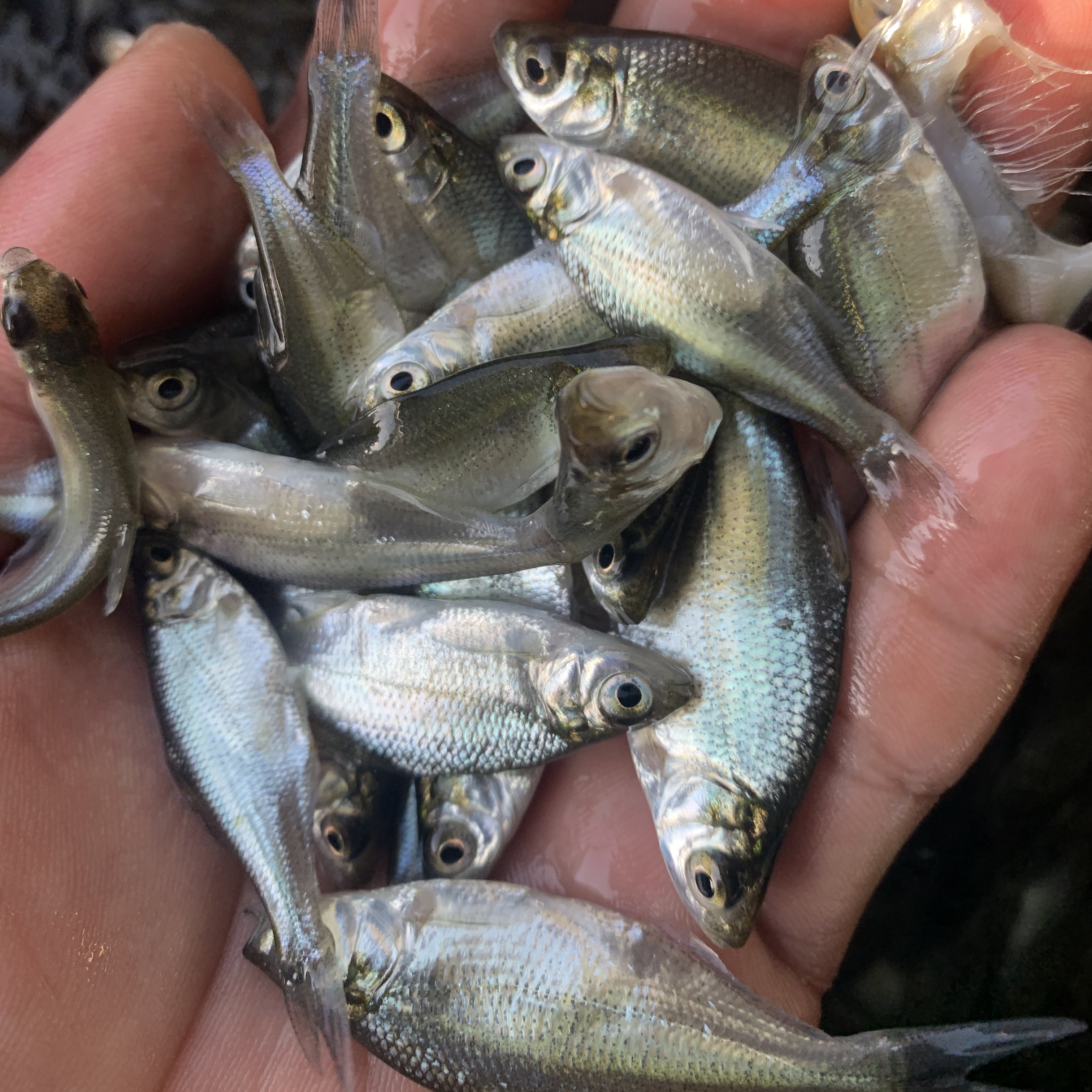 鱼苗三角武昌鳊鱼鲂鱼团头鲂边鱼沙边淡水活体鱼