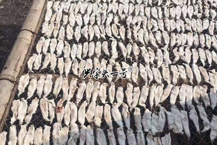 青岛渔民晒野生鳘鱼鳔赤嘴土鳘 鱼胶花胶敏鱼膘孕期产后150克包邮